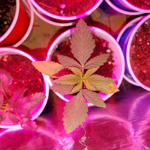 Unknown strain growlog photo: My teens are looking really well.  Deformed one, I call "My Little Circus Act".  Two were topped.  One that looks more nute burn is the topped one absorbing all nutrients till she fully recovers