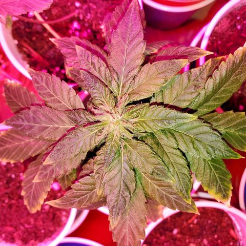Unknown strain growlog photo: My more Mature ladies,  in flowering stage week 2 going into 3.  Budlets are forming really well. And smelling good