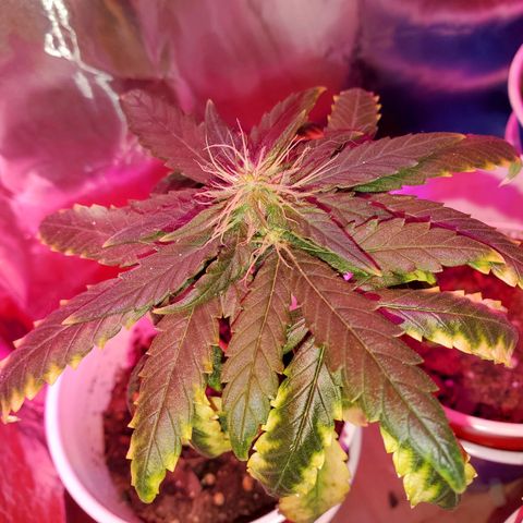 Unknown strain growlog photo: My more Mature ladies,  in flowering stage week 2 going into 3.  Budlets are forming really well. And smelling good