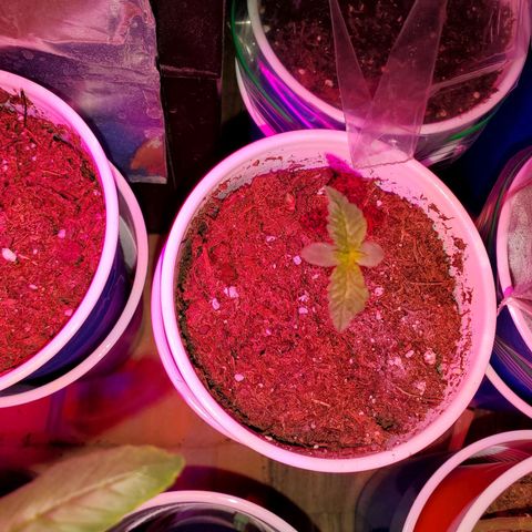 Unknown strain growlog photo: All newborns are doing great