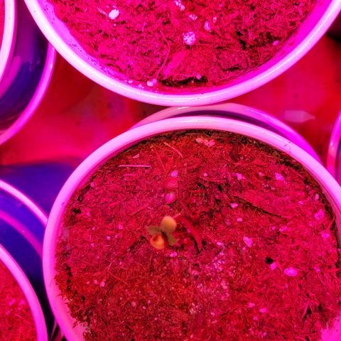 Unknown strain growlog photo: All newborns are doing great