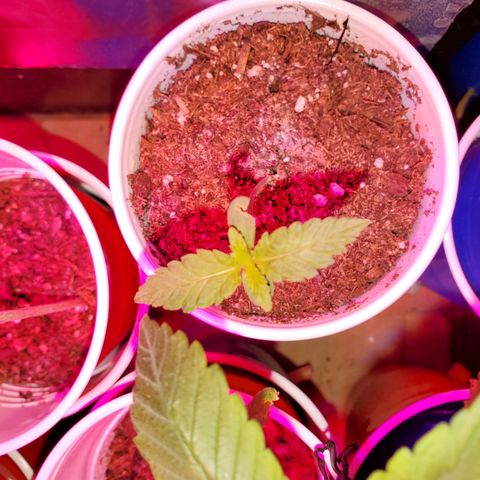 Unknown strain growlog photo: All newborns are doing great