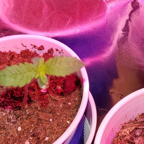 Unknown strain growlog photo: All newborns are doing great