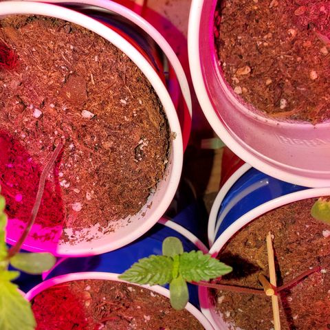 Unknown strain growlog photo: All newborns are doing great