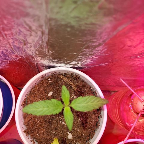Unknown strain growlog photo: All newborns are doing great
