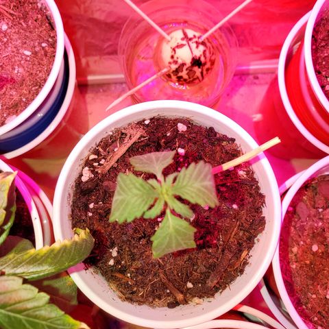 Unknown strain growlog photo: All newborns are doing great