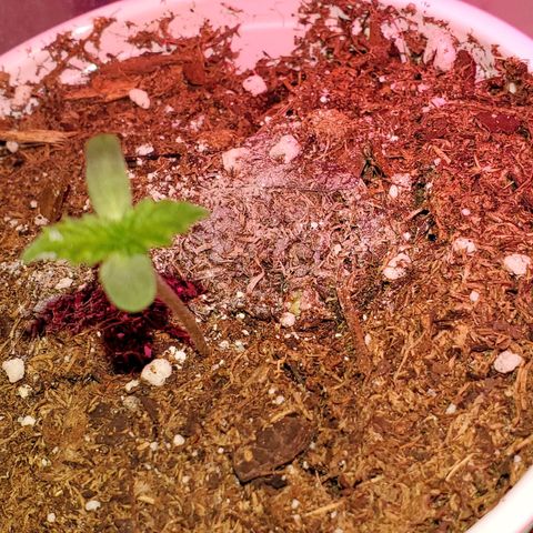 Unknown strain growlog photo: All newborns are doing great