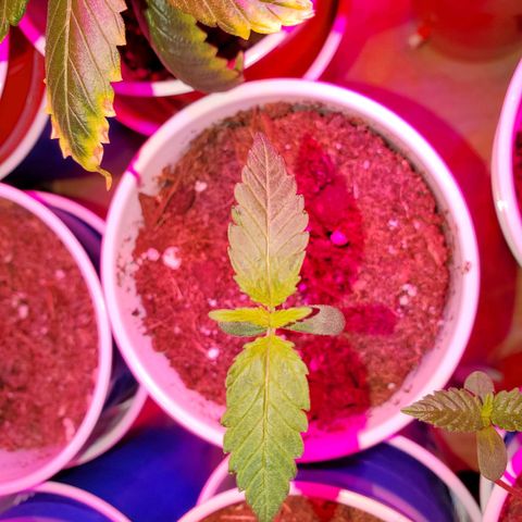 Unknown strain growlog photo: All newborns are doing great
