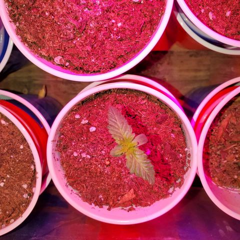 Unknown strain growlog photo: All newborns are doing great