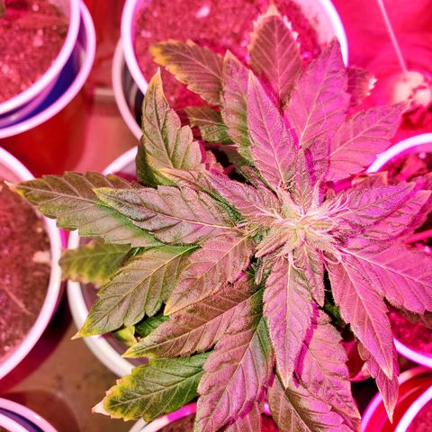 Unknown strain growlog photo: Budlets on these are growing a little every day,  I can see them stretching a bit