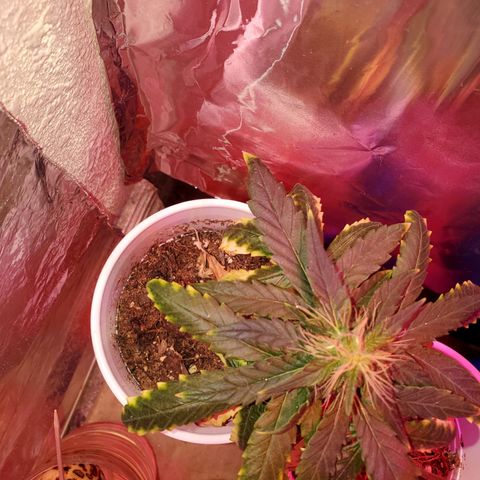 Unknown strain growlog photo: Budlets on these are growing a little every day,  I can see them stretching a bit