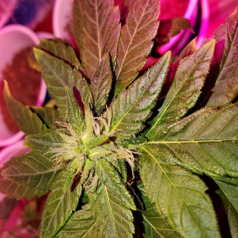 Unknown strain growlog photo: Budlets on these are growing a little every day,  I can see them stretching a bit