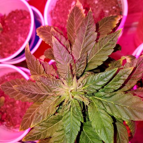 Unknown strain growlog photo: Budlets on these are growing a little every day,  I can see them stretching a bit