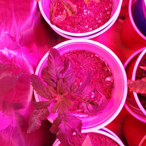 Unknown strain growlog photo: My little Circus act is already in pre-flower?!  Wow,  ok ill take it. 