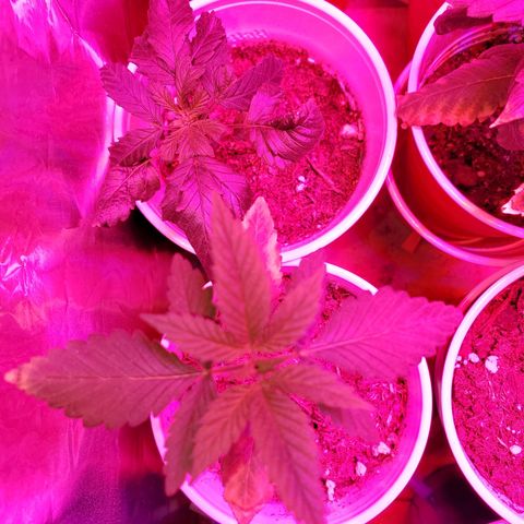 Unknown strain growlog timeline photo