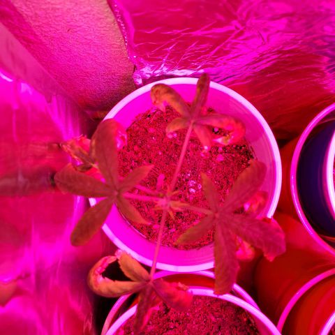 Unknown strain growlog photo: This one is recovery from being topped.  Looks like all the leaves got nute burn from absorbing the notes til it recovered