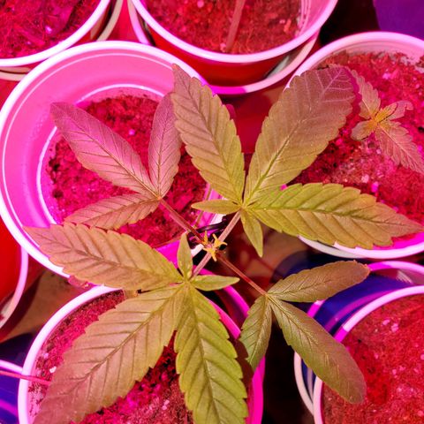 Unknown strain growlog photo: This one was topped and LST'd.  My plan for this little lady is to have all bud sites around the rim of the cup and one in the middle.  This is going to be a fun experiment 