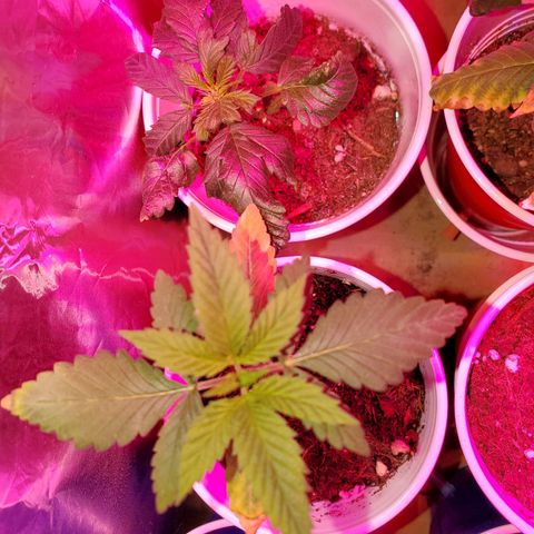 Unknown strain growlog photo: Got a solution of FoxFarm Big Gro 6-4-4.  Applied 1.5 ml to 18oz of water.  Fed 25 ml to plant.  Keeping eye on this one