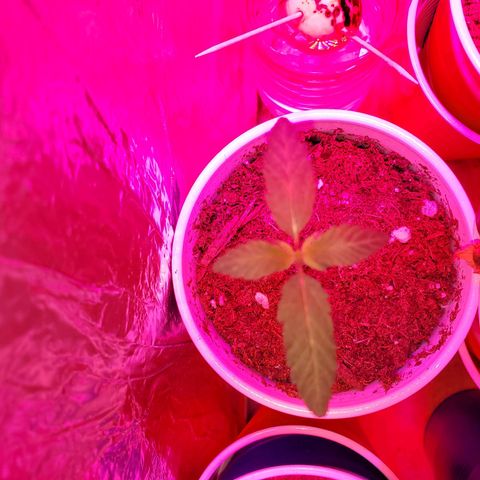 Unknown strain growlog photo: Newborns are looking really nice