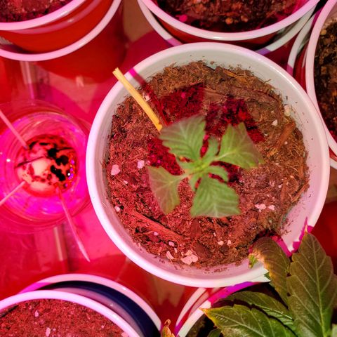 Unknown strain growlog photo: Newborns are looking really nice