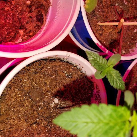Unknown strain growlog photo: Newborns are looking really nice