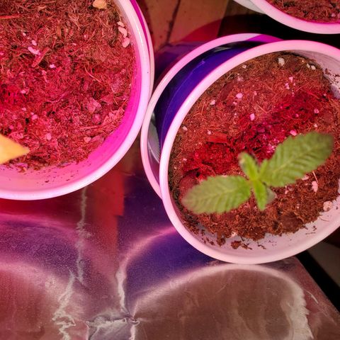 Unknown strain growlog photo: Newborns are looking really nice