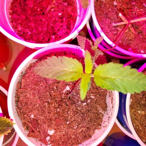Unknown strain growlog photo: Newborns are looking really nice