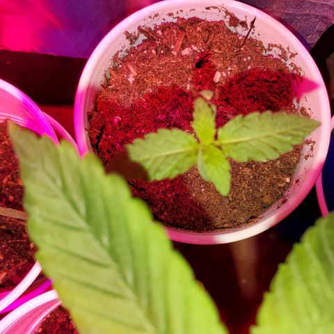 Unknown strain growlog photo: Newborns are looking really nice