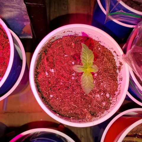 Unknown strain growlog photo: Newborns are looking really nice