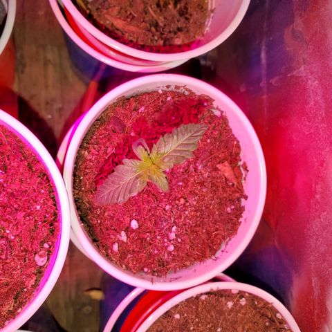 Unknown strain growlog photo: Newborns are looking really nice