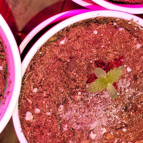 Unknown strain growlog photo: Newborns are looking really nice