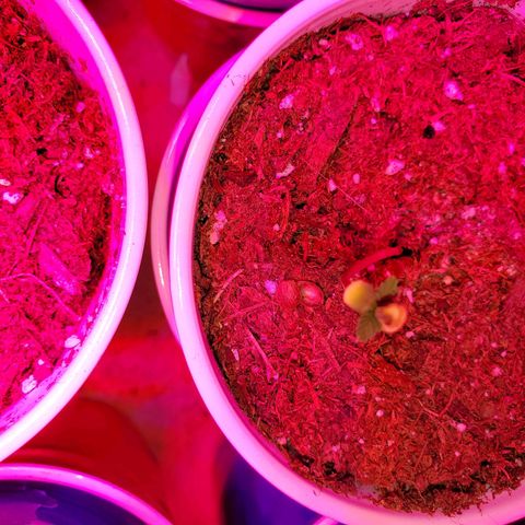 Unknown strain growlog photo: Newborns are looking really nice
