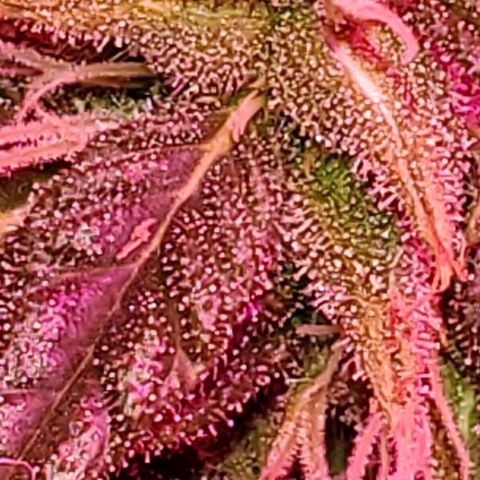 Unknown strain growlog photo: Flowering is going really well.  Trichomes are looking sweet