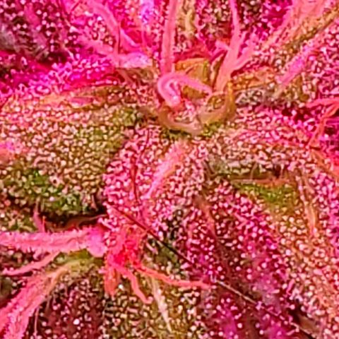 Unknown strain growlog photo: Flowering is going really well.  Trichomes are looking sweet