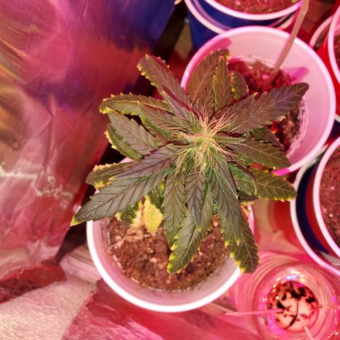 Unknown strain growlog photo: Flowering is going really well.  Trichomes are looking sweet