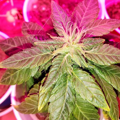 Unknown strain growlog photo: Flowering is going really well.  Trichomes are looking sweet