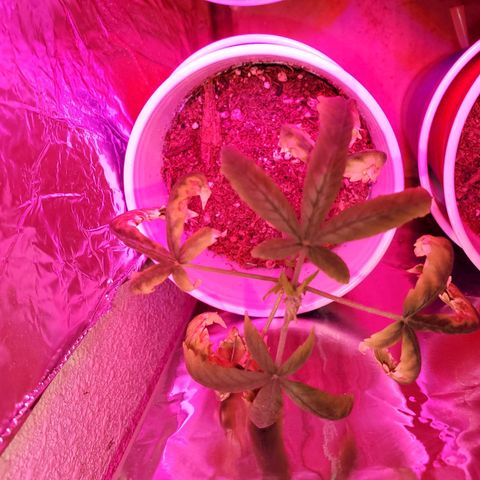 Unknown strain growlog photo: This one started to absorb all the nutrients right after being topped