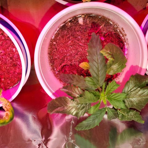 Unknown strain growlog photo: Circus freak is pre flowering haha,  very young seedling to be pre flowering