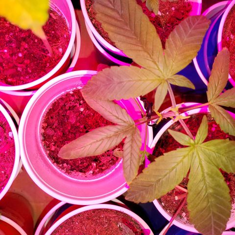 Unknown strain growlog photo: LST right after being topped.  This one is recovery beautifully 