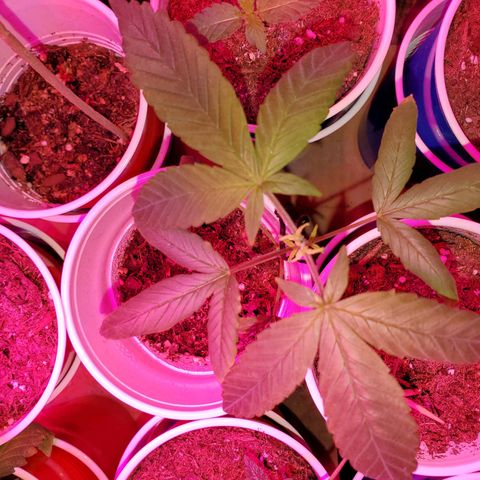 Unknown strain growlog photo: LST right after being topped.  This one is recovery beautifully 