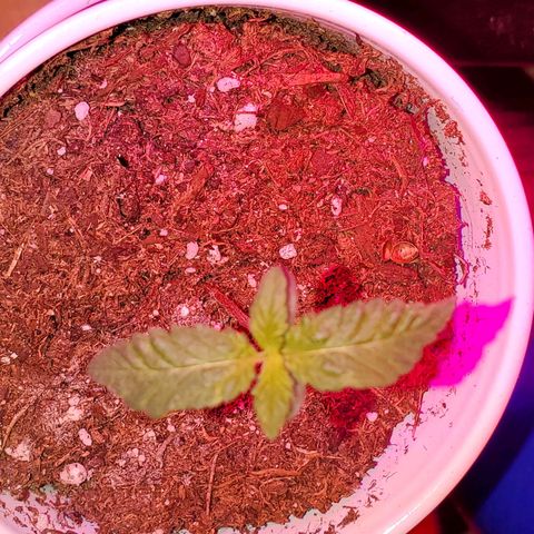 Unknown strain growlog photo: Seedlings are doing great