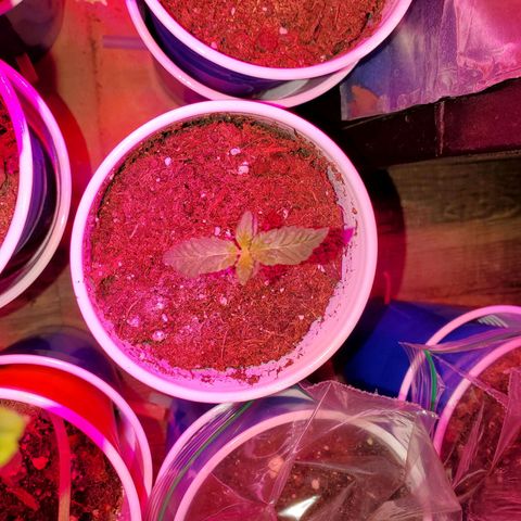 Unknown strain growlog photo: Seedlings are doing great