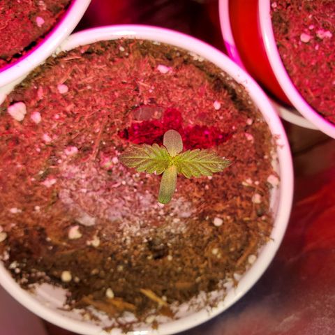 Unknown strain growlog photo: Seedlings are doing great