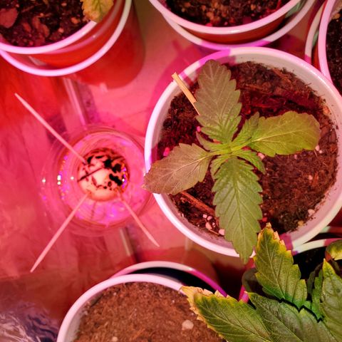 Unknown strain growlog photo: Seedlings are doing great