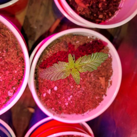 Unknown strain growlog photo: Seedlings are doing great