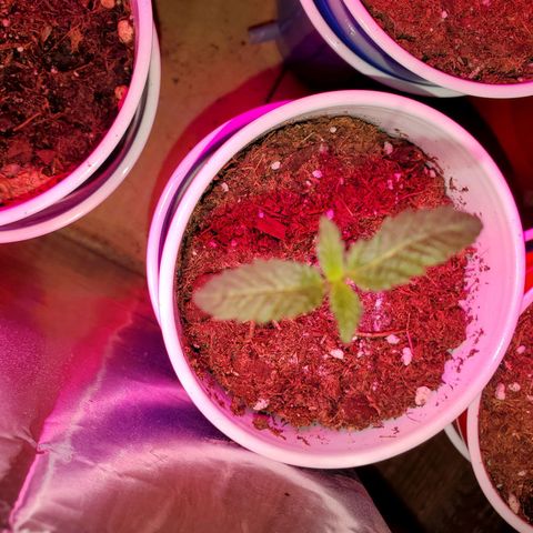 Unknown strain growlog photo: Seedlings are doing great
