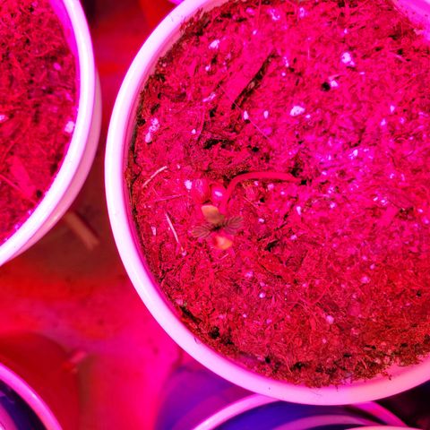 Unknown strain growlog photo: Seedlings are doing great