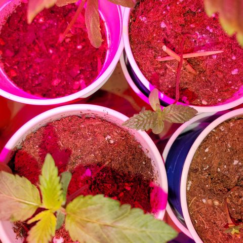 Unknown strain growlog photo: Seedlings are doing great