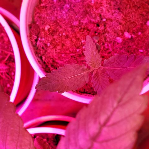 Unknown strain growlog photo: Seedlings are doing great
