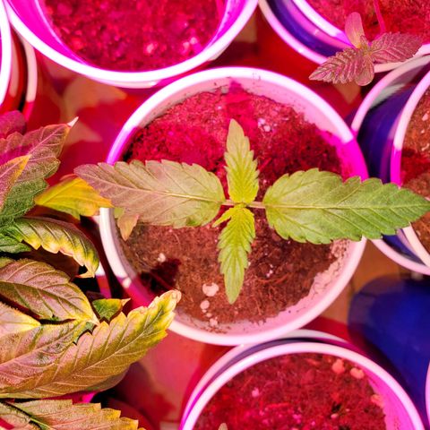 Unknown strain growlog photo: One that was topped is getting total nute burn